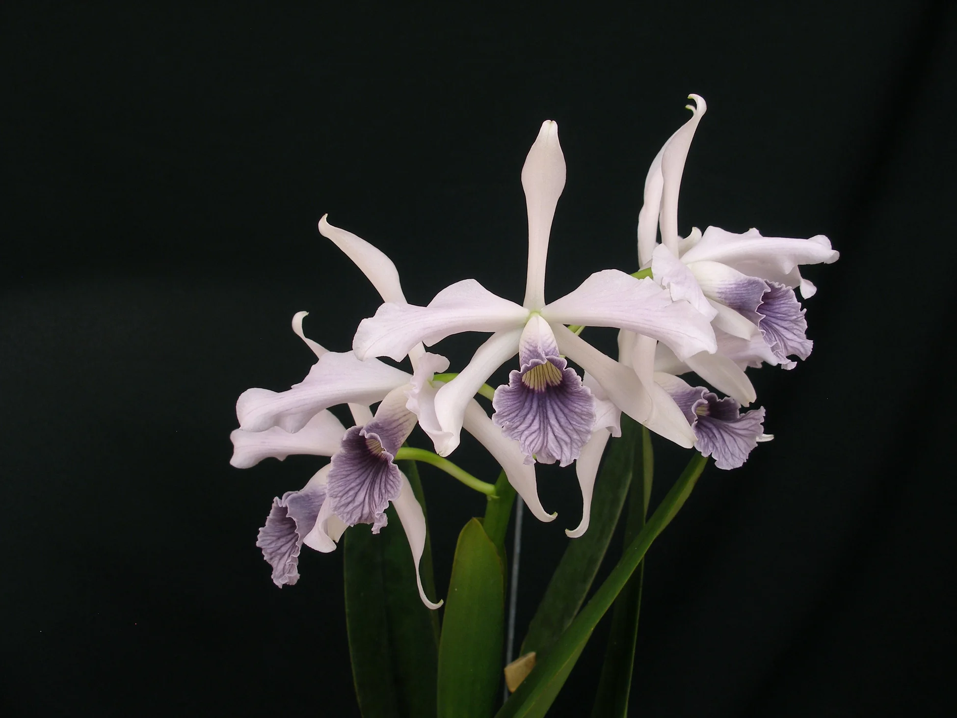 Exquisite Orchids Since 1947
