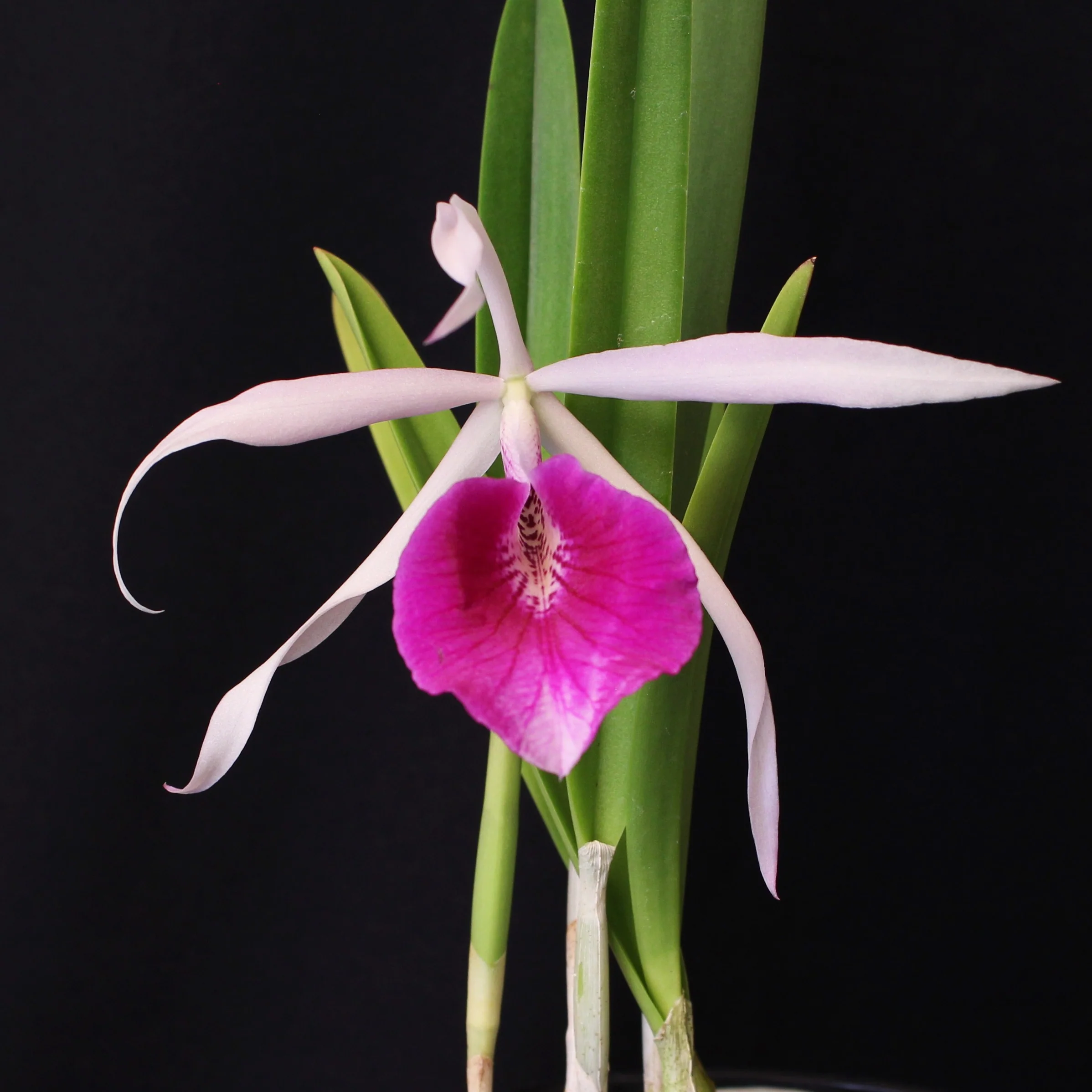 Bl. Morning Glory - Image 3