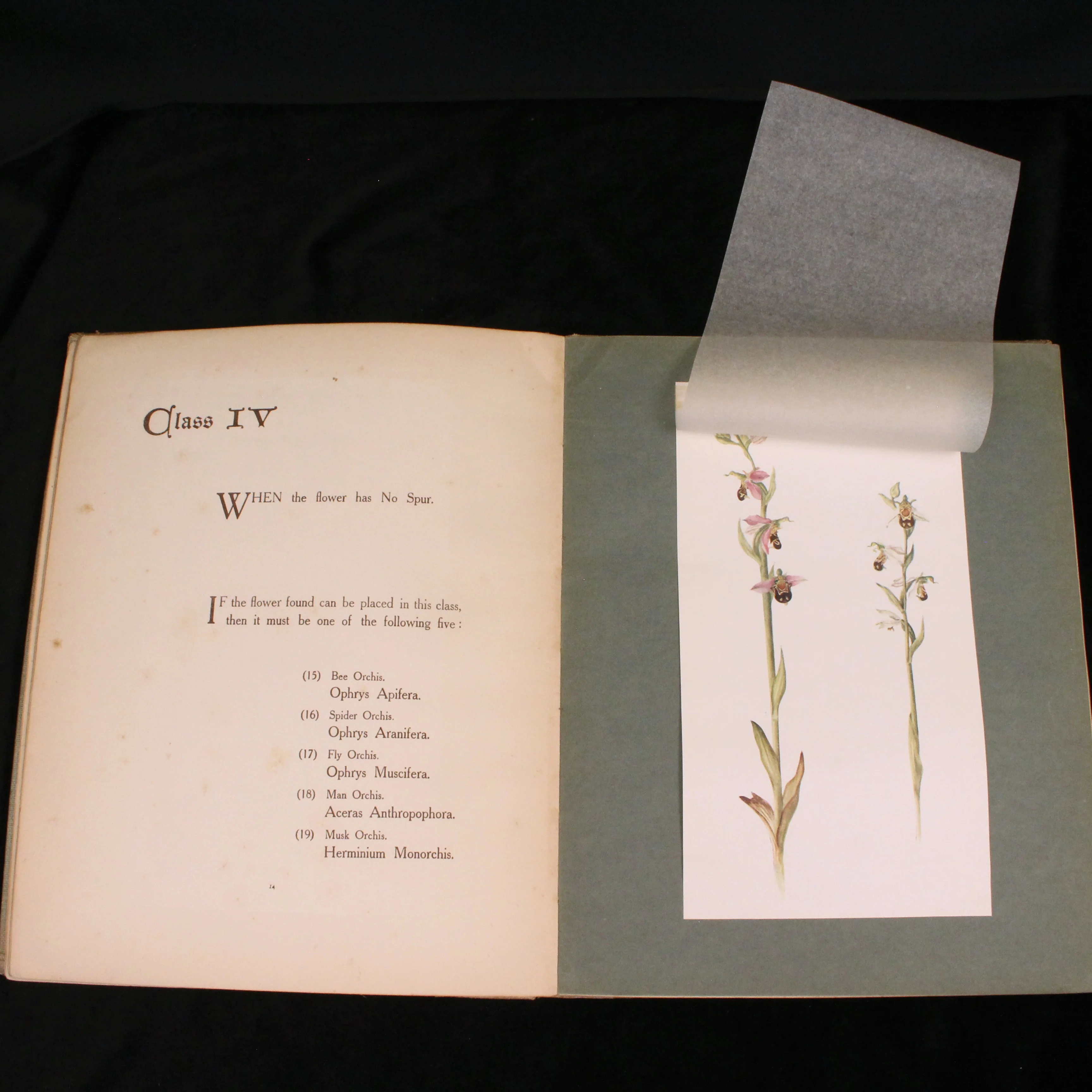 British Orchids: How to Tell One from Another - Image 5