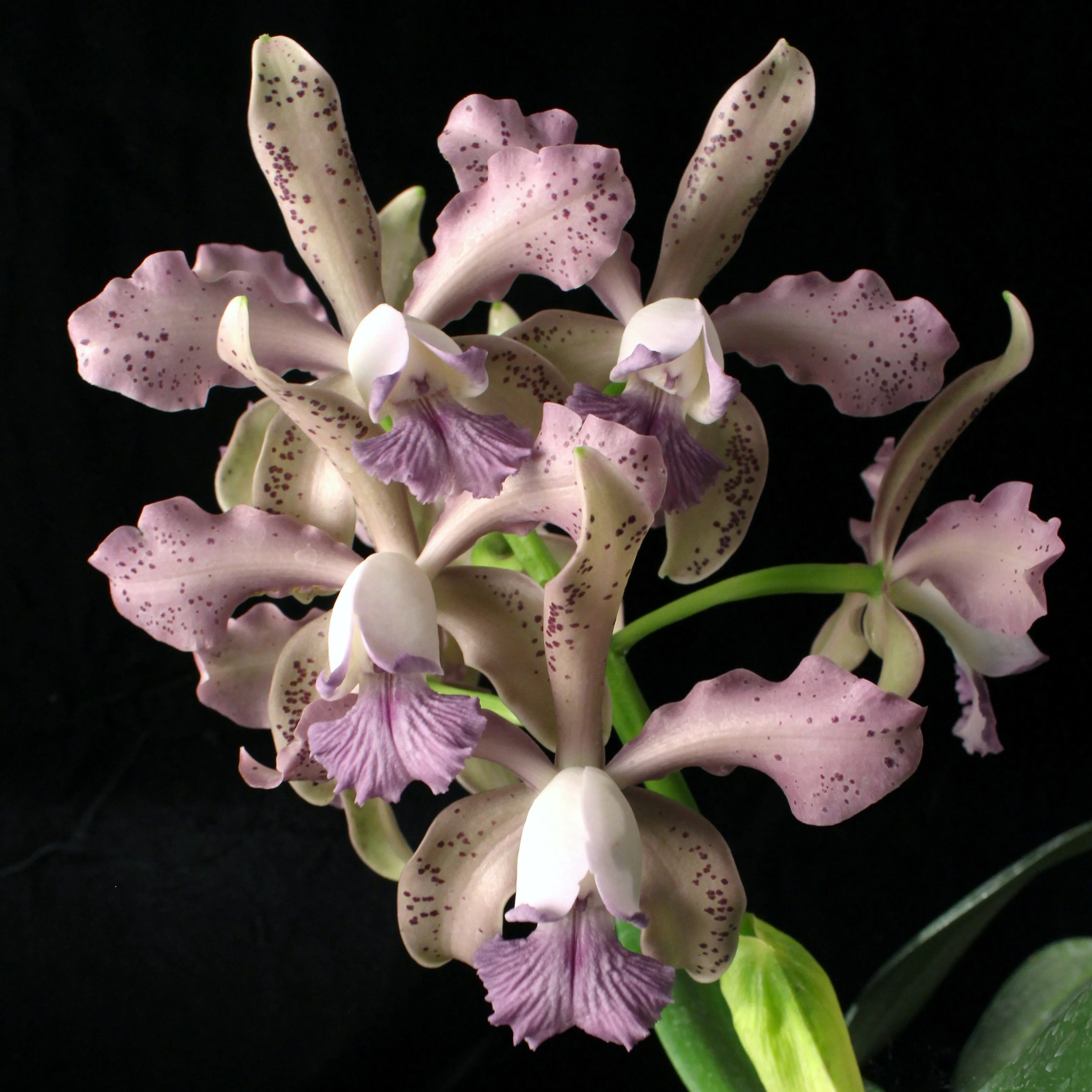 Cattleya bowringiana coerulea 'Willowpond' x Cattleya Leoloddiglossa coerulea 'Exotic Orchids' - Image 3