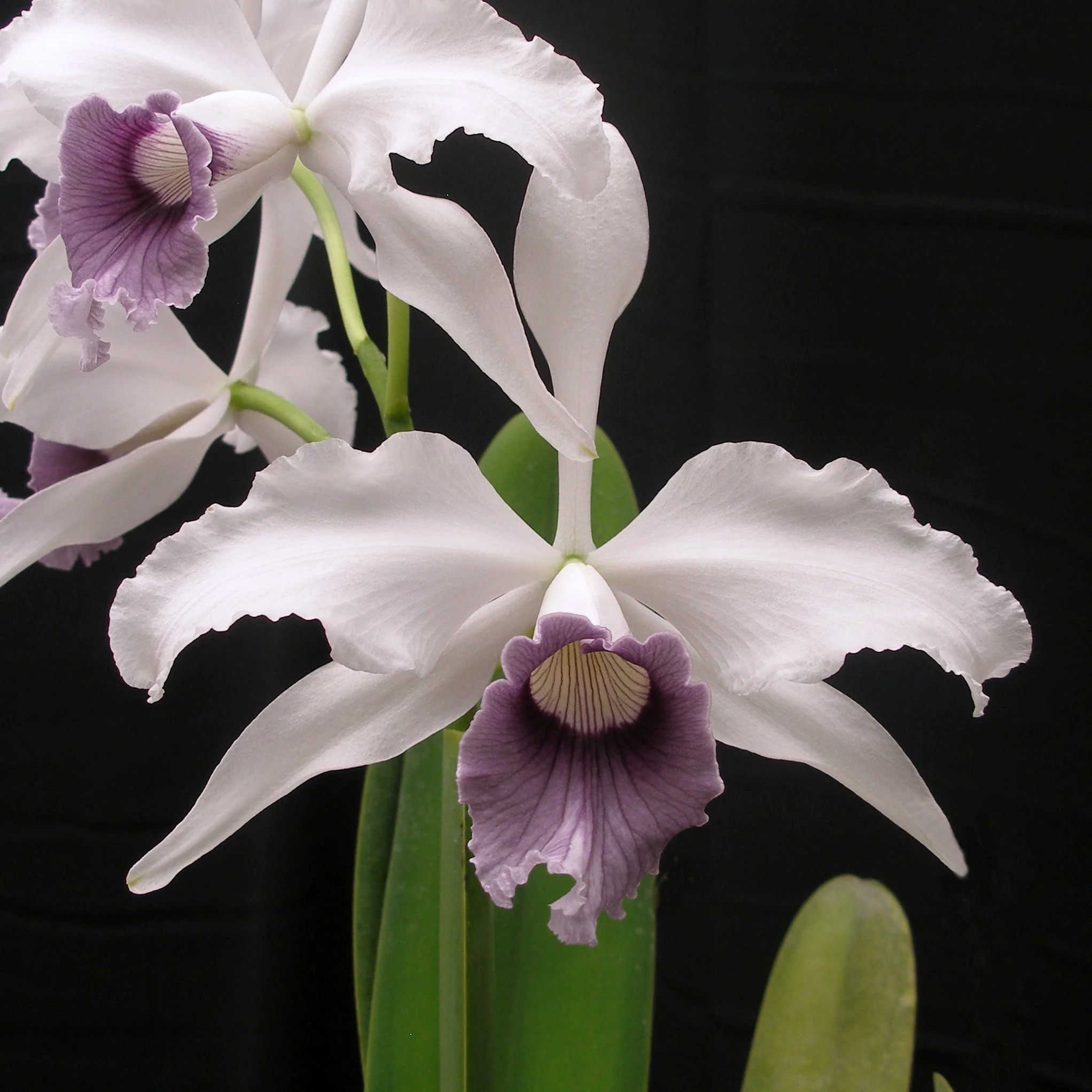 Orchid Catalog